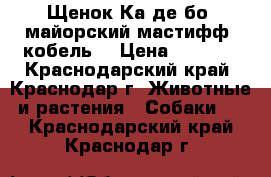 Щенок Ка де бо (майорский мастифф, кобель) › Цена ­ 4 000 - Краснодарский край, Краснодар г. Животные и растения » Собаки   . Краснодарский край,Краснодар г.